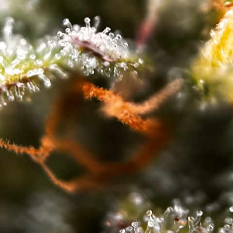 Quick One growlog timeline photo