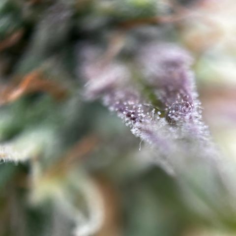 Royal Jack (Auto)  growlog timeline photo
