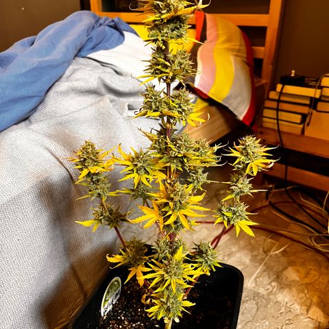 Quick One growlog timeline photo