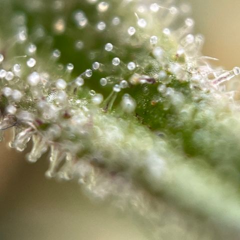 Royal Jack (Auto)  growlog timeline photo