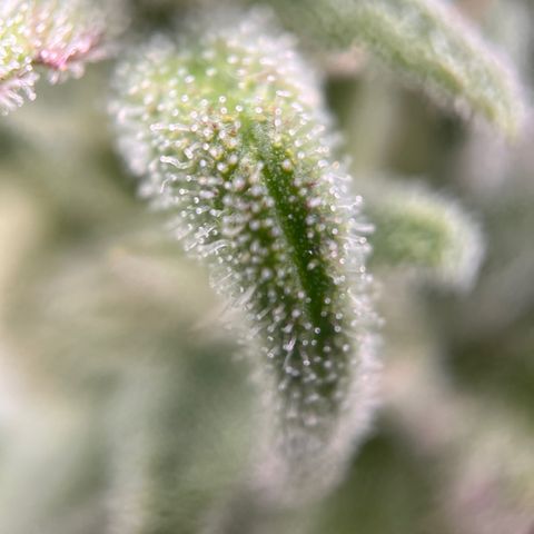 Girl Scout Cookies growlog timeline photo