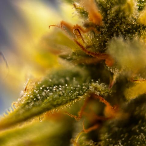 Quick One growlog timeline photo
