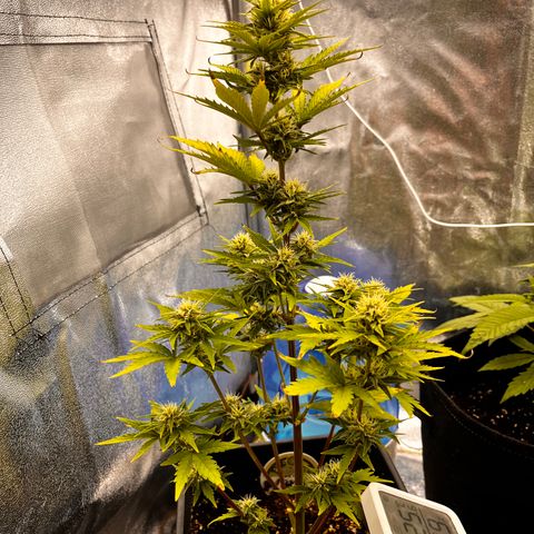 Quick One growlog timeline photo