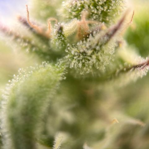Girl Scout Cookies growlog timeline photo