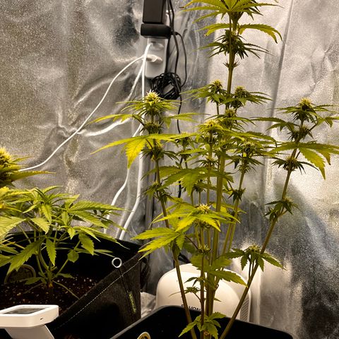 Northern lights auto  growlog timeline photo