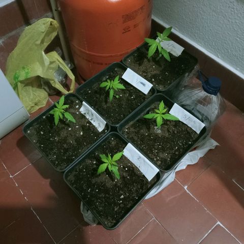 Secu growlog photo: Problema de enanismo.
Causas Destacables:
-Falta de Luz
-Demasiada Agua