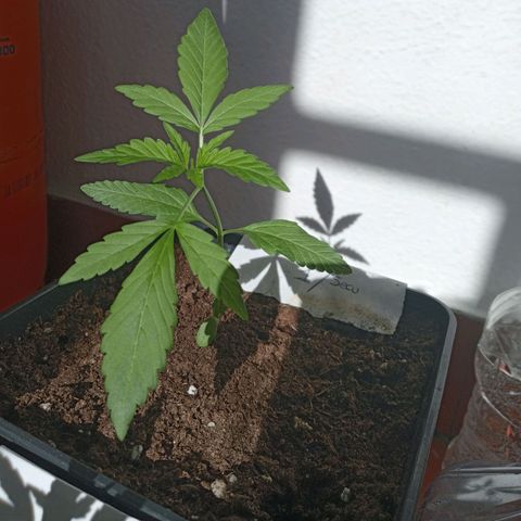 Secu growlog photo: -hice agujeros en el sustrato y puse cartón debajo del tiesto con la idea de que sequen.