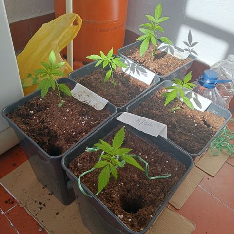 Secu growlog photo: -hice agujeros en el sustrato y puse cartón debajo del tiesto con la idea de que sequen.