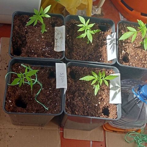 Secu growlog photo: -hice agujeros en el sustrato y puse cartón debajo del tiesto con la idea de que sequen.
