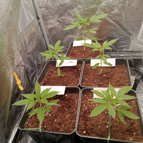 Secu growlog photo: Día uno en indoor.