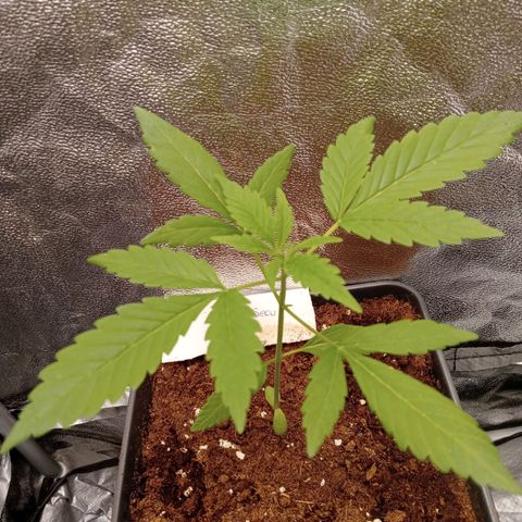Secu growlog photo: Secu super feliz.
