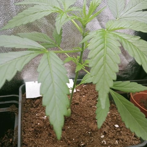 Secu growlog photo: Es la única a la que no hice LST.
Empieza a mejorar su estructura.
