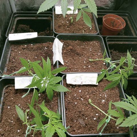 Secu growlog photo: Hice LST a todas menos a Secu.