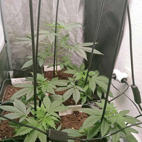 Secu growlog timeline photo