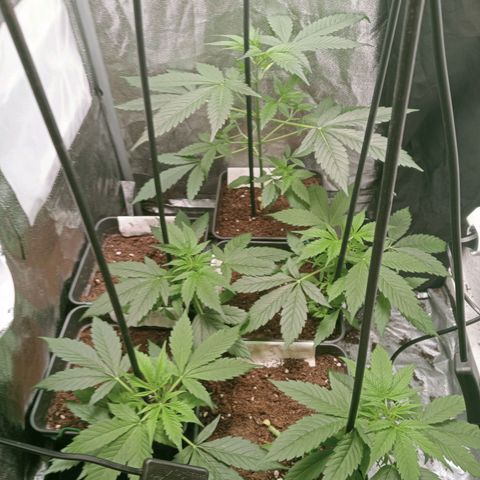 Secu growlog timeline photo