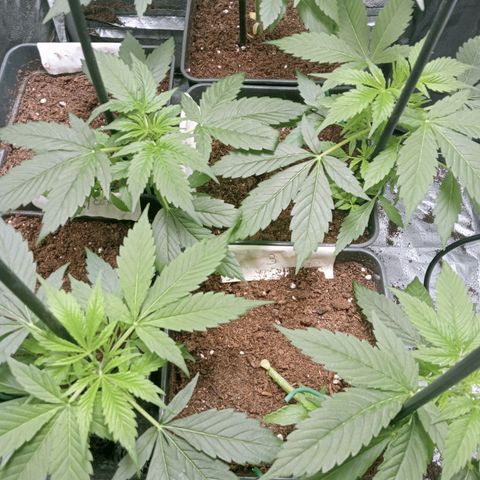 Secu growlog timeline photo