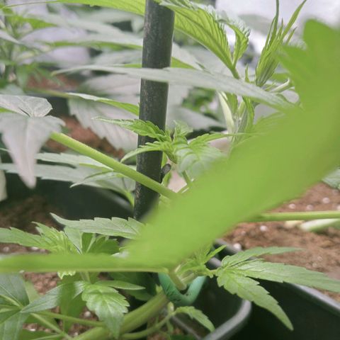 Secu growlog timeline photo