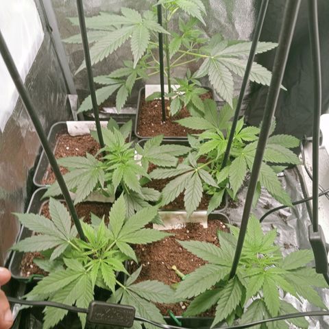 Secu growlog timeline photo