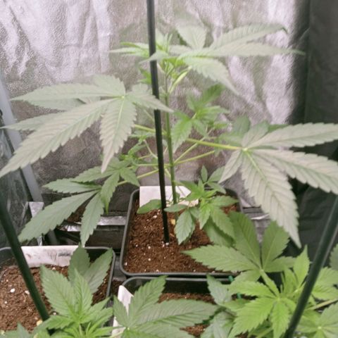 Secu growlog timeline photo