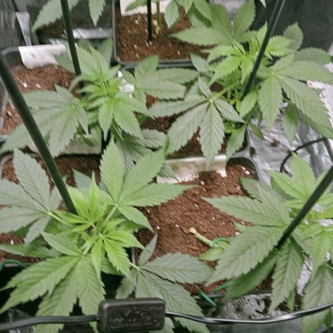 Secu growlog timeline photo