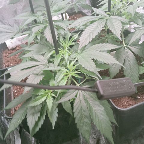 Secu growlog timeline photo