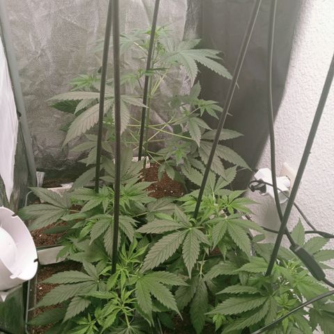 Secu growlog timeline photo