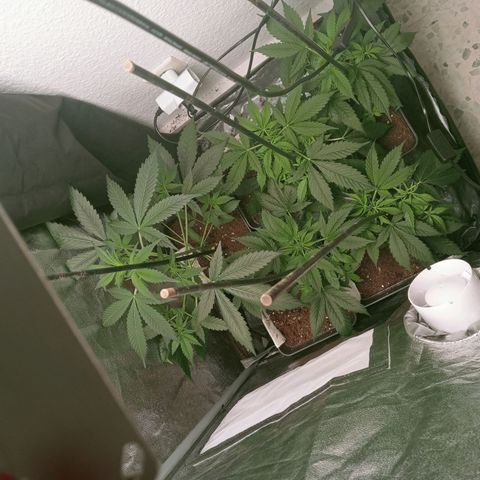 Secu growlog timeline photo