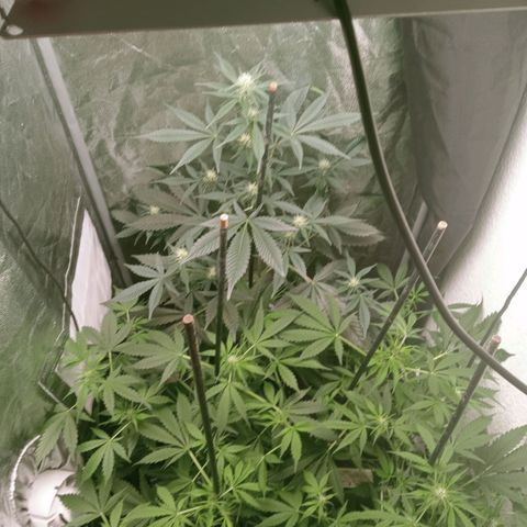 Secu growlog photo: Foto de después de la poda.