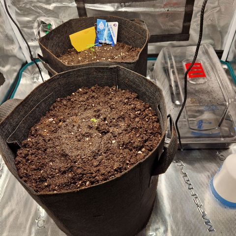 Skywalker OG  growlog photo: Aktueller Stand nach umtopfen 
