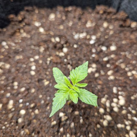 Skywalker OG  growlog timeline photo