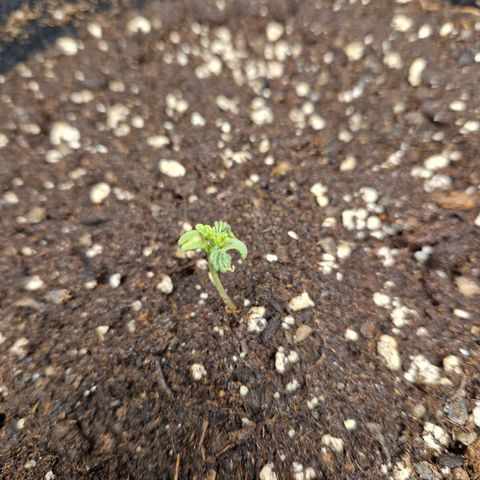 Skywalker OG  growlog timeline photo