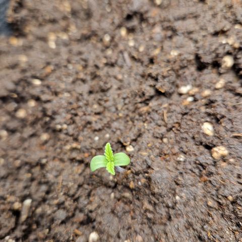 Blueberry growlog photo: 1. Tag nach dem umtopfen 