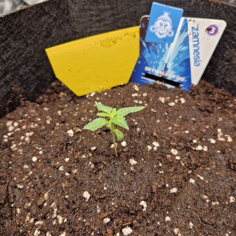 Skywalker OG  growlog timeline photo