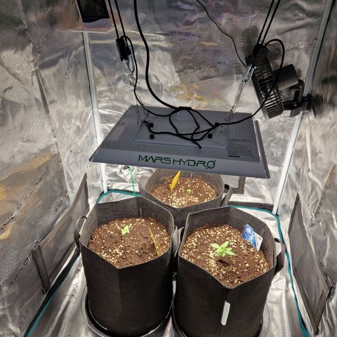 Skywalker OG  growlog timeline photo