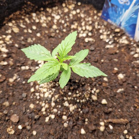 Skywalker OG  growlog timeline photo
