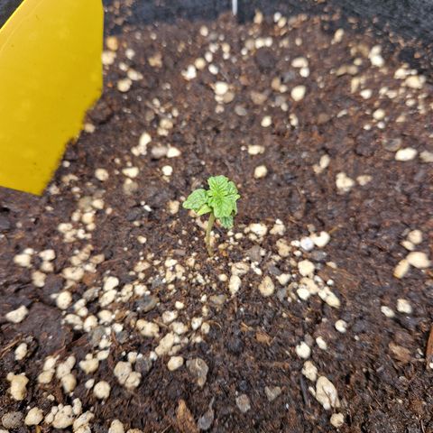 Skywalker OG  growlog photo: Unser Sorgenkind immernoch, aber es kommen scheinbar mehr Triebe raus