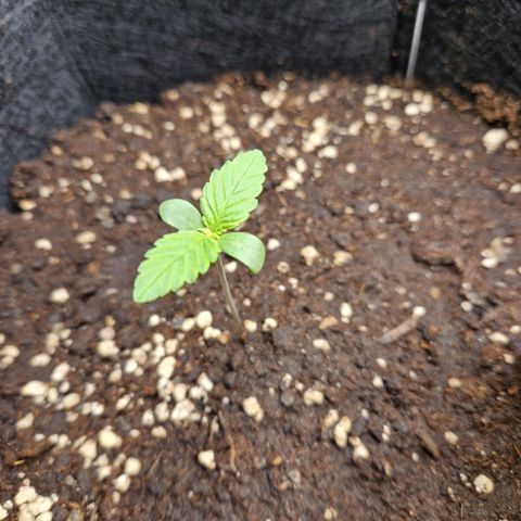 Blueberry growlog timeline photo