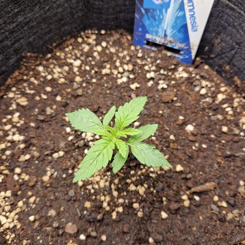 Skywalker OG  growlog timeline photo