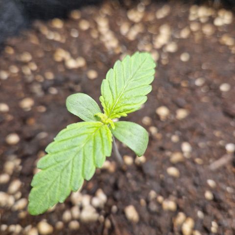 Blueberry growlog photo: Leichte gelbe Verfärbungen am Blatt. Möglicherweise zu viel Dünger abbekommen, oder die erhöhte Lichtdosis nicht optimal. 