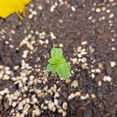 Skywalker OG  growlog photo: Langsam entwickeln sich die Pflanzen