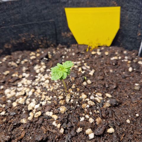 Skywalker OG  growlog photo: Langsam entwickeln sich die Pflanzen