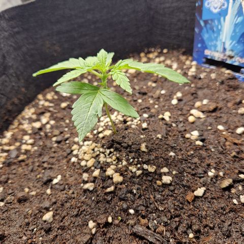Skywalker OG  growlog photo: Langsam entwickeln sich die Pflanzen