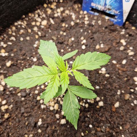 Skywalker OG  growlog photo: Langsam entwickeln sich die Pflanzen