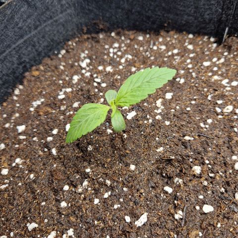 Blueberry growlog photo: Aufgrund von Spargeltrieb habe ich noch einmal Erde aufgefüllt 