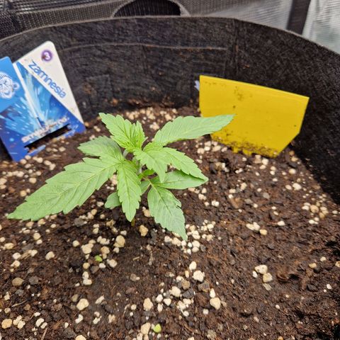 Skywalker OG  growlog photo: Selbst das kleine Sorgenkind wirkt mittlerweile vital. Der Dünger und die regelmäßige wassergeben zeigt Wirkung. 