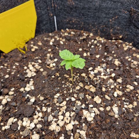 Skywalker OG  growlog photo: Selbst das kleine Sorgenkind wirkt mittlerweile vital. Der Dünger und die regelmäßige wassergeben zeigt Wirkung. 