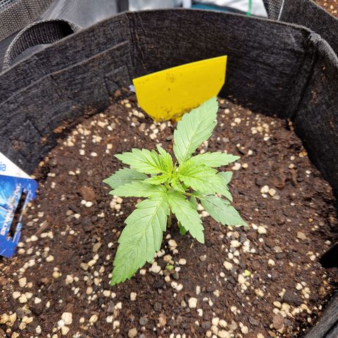 Skywalker OG  growlog timeline photo