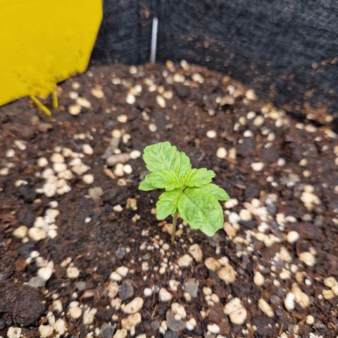 Skywalker OG  growlog timeline photo