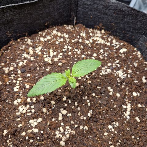 Blueberry growlog timeline photo