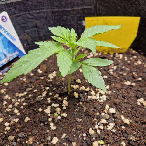 Skywalker OG  growlog timeline photo
